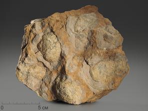 Строматолиты Inzeria tjomusi с реки Лемеза, 15,6х12,6х6,5 см