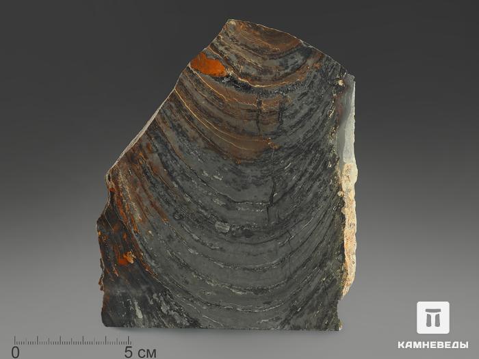 Строматолиты Conophyton cylindricum из Бакала, 14,3х11,9х2,3 см, 12095, фото 2