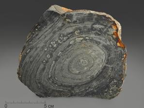 Строматолит. Строматолиты Conophyton cylindricum из Бакала, 15,5х12,6х2,1 см