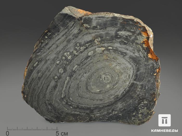 Строматолиты Conophyton cylindricum из Бакала, 15,5х12,6х2,1 см, 12089, фото 1