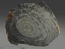 Строматолиты Conophyton cylindricum из Бакала, 15,5х12,6х2,1 см, 12089, фото 2