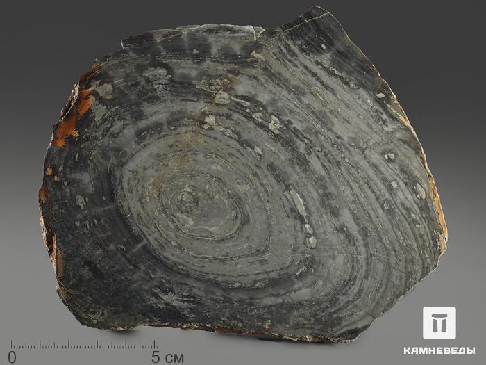 Строматолиты Conophyton cylindricum из Бакала, 15,5х12,6х2,1 см, 12089, фото 2