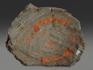 Строматолиты Conophyton cylindricum из Бакала, 15,5х12,6х2,1 см, 12089, фото 3