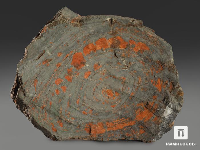 Строматолиты Conophyton cylindricum из Бакала, 15,5х12,6х2,1 см, 12089, фото 3