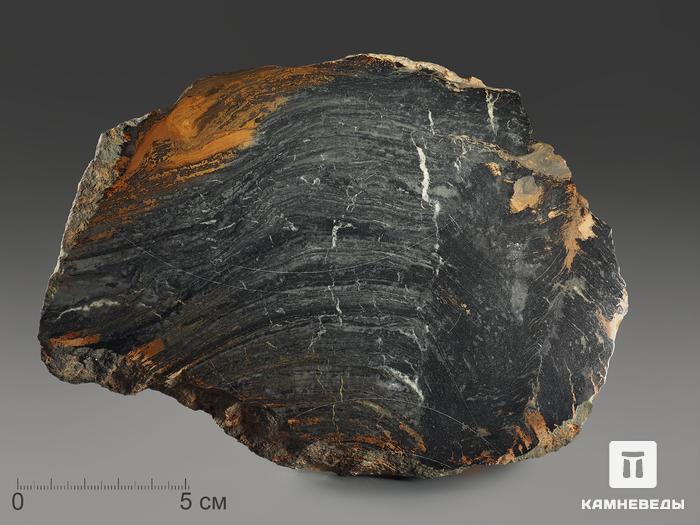 Строматолиты Conophyton cylindricum из Бакала, 18,7х13,9х3,2 см, 12097, фото 1