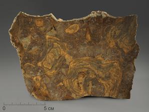 Строматолиты Catavia caratavica из Миньяра, 15,7х10х2,6 см