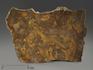 Строматолиты Catavia caratavica из Миньяра, 15,7х10х2,6 см, 12091, фото 1