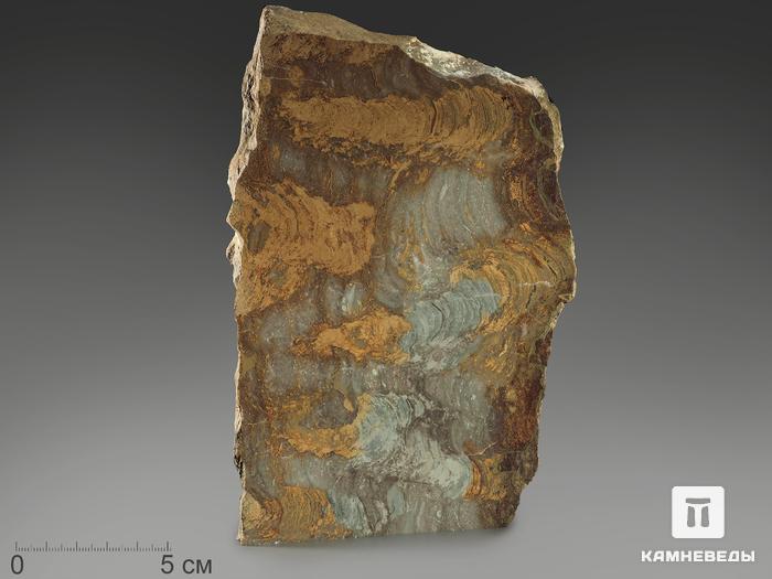 Строматолиты Catavia caratavica из Миньяра, 17,1х11,3х2,4 см, 12096, фото 1