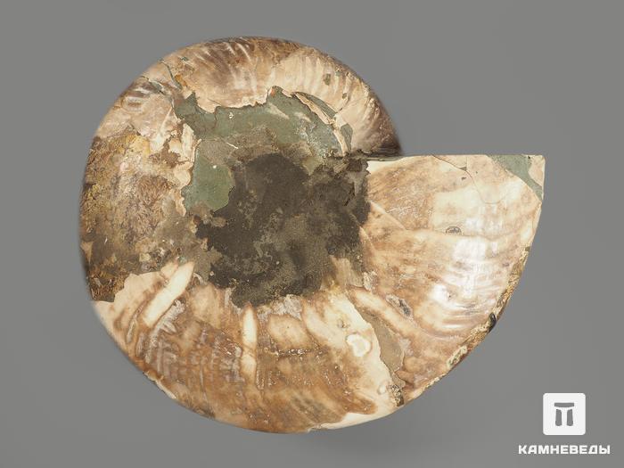 Аммонит Cleoniceras sp., полированный срез 24х20х2,6 см, 8-14/7, фото 2