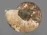 Аммонит Cleoniceras sp., полированный срез 24х20х2,6 см, 8-14/7, фото 4