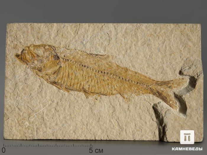 Рыба Knightia sp., 11,9х7х1,8 см, 10646, фото 1