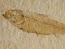 Рыба Knightia sp., 11,9х7х1,8 см, 10646, фото 2