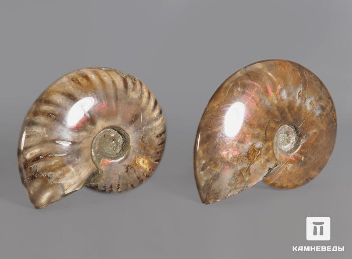 Аммонит с аммолитом Cleoniceras sp., 9-10 см, 13829, фото 2