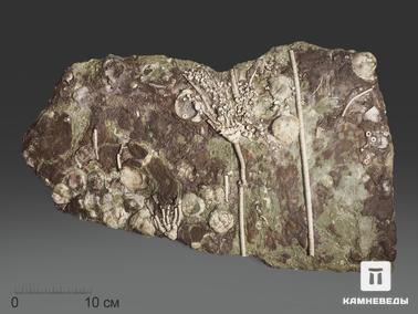 Морские лилии (криноидеи), Брахиоподы. Ископаемые морские лилии на плите с брахиоподами и мшанками, 55х32х3 см