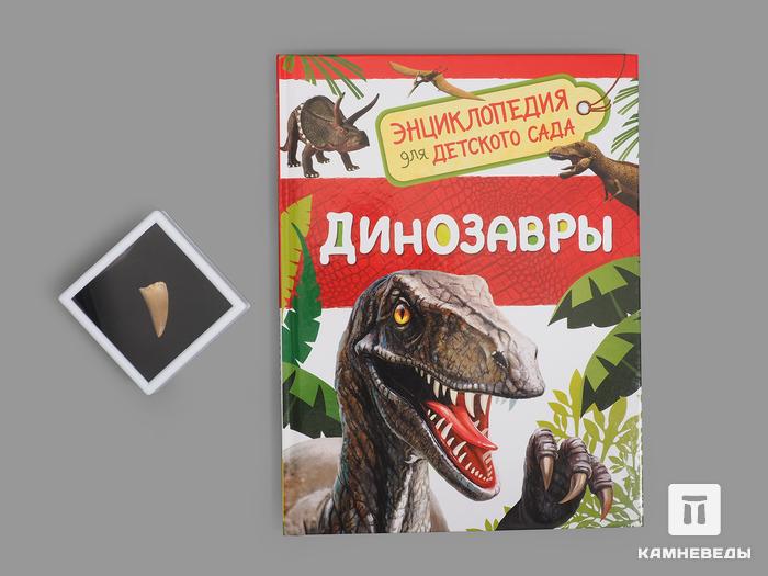 Подарочный набор для детей (книга + зуб мозазавра), 14420, фото 2