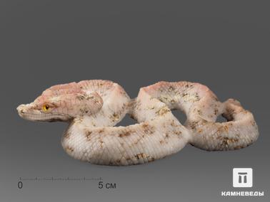 Ангидрит, Гипс. Змея из ангидрита с гипсом, 15х13х3 см