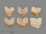 Зуб акулы Squalicorax pristodontus, 1,5-3 см, 14684, фото 1