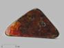 Аммолит (ископаемый перламутр аммонита), 18,2х9,2х2 см, 14762, фото 1