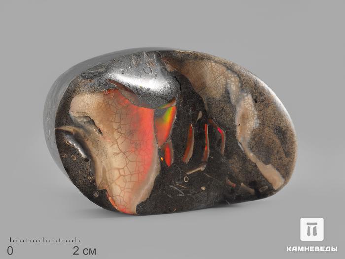 Аммолит (ископаемый перламутр аммонита), 7,8х4,9х2,5 см, 14745, фото 1