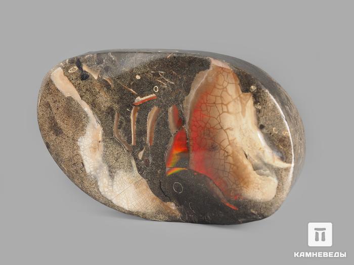 Аммолит (ископаемый перламутр аммонита), 7,8х4,9х2,5 см, 14745, фото 2
