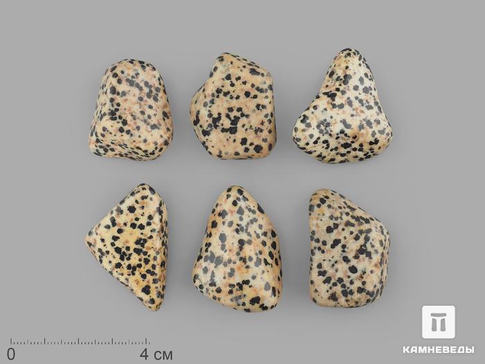 Яшма далматиновая (трахириодацит), крупная галтовка 2,5-4 см (15-20 г), 15465, фото 1