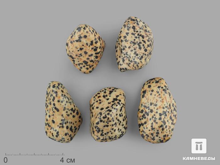 Яшма далматиновая (трахириодацит), крупная галтовка 4-5 см (30-35 г), 15468, фото 1