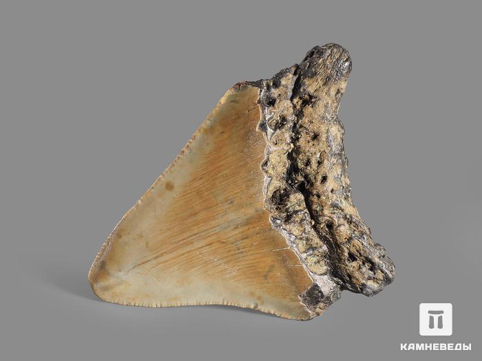 Зуб акулы Carcharocles megalodon, 7х5,8х1,6 см, 8-22/7, фото 3