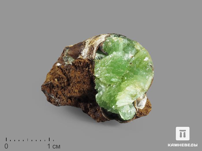 Анапаит в раковине, 2,8х2,2х2 см, 15935, фото 1