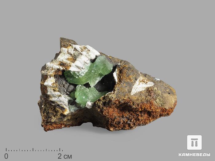 Анапаит в раковине, 3,6х2,5х2 см, 15933, фото 1