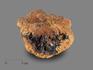 Вивианит с лимонитом, 10,5-11 см, 17177, фото 1
