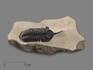 Трилобит Morocconites sp., на породе 11,4х6,8х2,3 см, 17891, фото 1