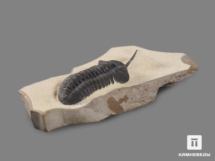 Трилобит Morocconites sp., на породе 11,4х6,8х2,3 см, 17891, фото 2