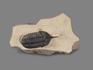 Трилобит Morocconites sp., на породе 11,4х6,8х2,3 см, 17891, фото 3