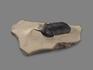 Трилобит Morocconites sp., на породе 11,4х6,8х2,3 см, 17891, фото 5