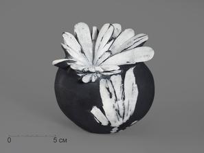 Целестин на аргиллите «хризантемовый камень», 10,3х9,8х6,4 см
