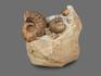 Аммониты Parahoplites sp. на породе, 24х21х12,5 см, 17934, фото 3