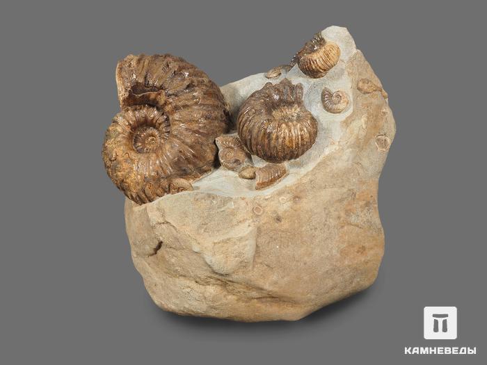 Аммониты Parahoplites sp. на породе, 24х21х12,5 см, 17934, фото 3