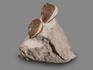 Трилобиты Asaphus lepidurus (NIESZKOWSKI 1859) на породе, 10,2х9,8х7,7 см, 18509, фото 2