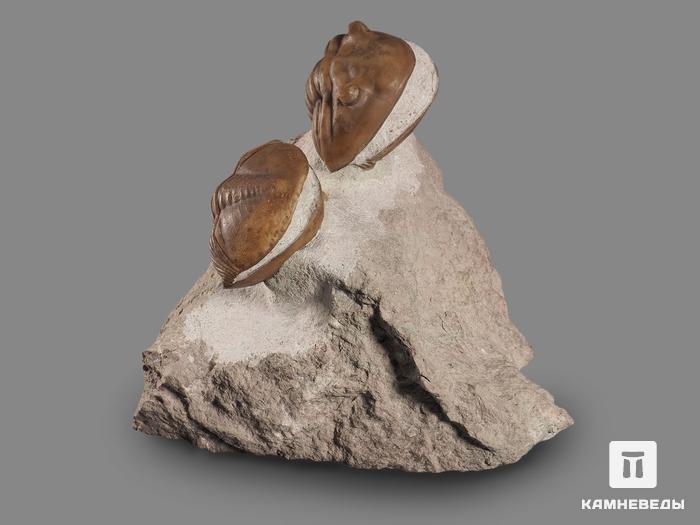 Трилобиты Asaphus lepidurus (NIESZKOWSKI 1859) на породе, 10,2х9,8х7,7 см, 18509, фото 2