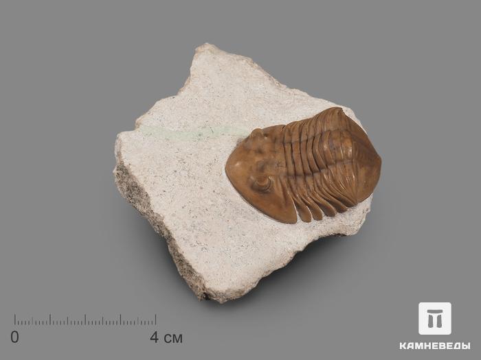 Трилобит Asaphus lepidurus (NIESZKOWSKI 1859) на породе, 9,3х7,6х2,5 см, 18492, фото 1