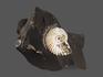 Аммонит с перламутром в породе, 9-10 см, 18546, фото 2