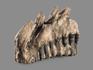 Зуб мамонта, 11,5х10х6,5 см, 20122, фото 2