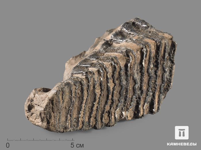 Зуб мамонта, 11,5х10х6,5 см, 20122, фото 1