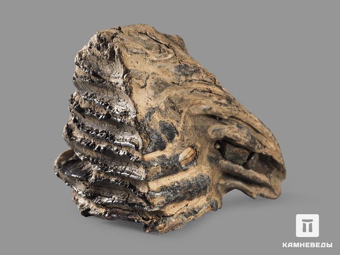 Зуб мамонта, 11х10х7,5 см, 20115, фото 2