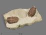 Трилобиты Asaphus cornutus, 20х14,3х7 см, 20204, фото 1