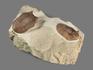 Трилобиты Asaphus cornutus, 20х14,3х7 см, 20204, фото 4