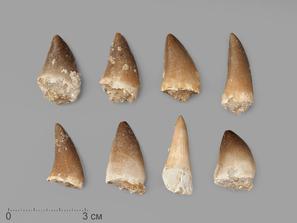 Зуб мозазавра окаменелый (Mosasaurus anceps), 2-3 см