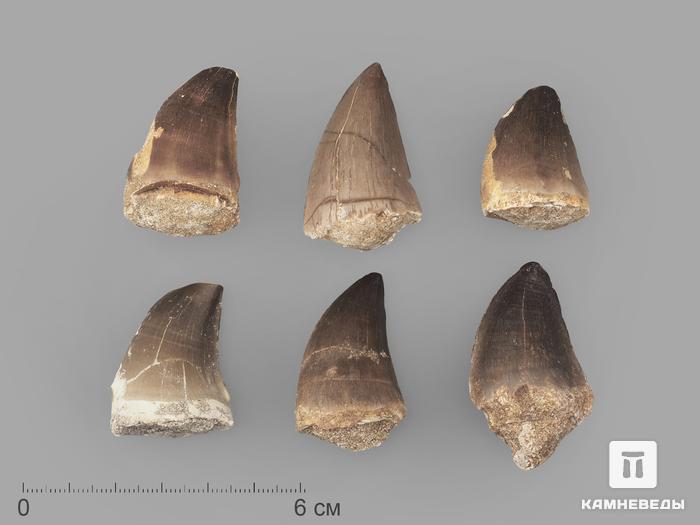 Зуб мозазавра окаменелый (Mosasaurus anceps), 3,5-4,5 см, 8-6/5, фото 1