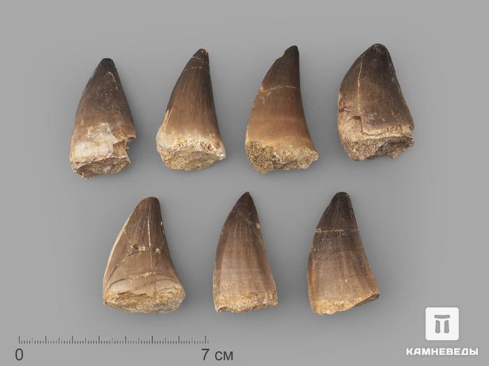 Зуб мозазавра окаменелый (Mosasaurus anceps), 4,5-5 см, 8-6/1, фото 1