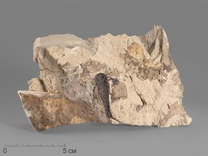 Ракоскорпион Balteurypterus tetragonophtalmus, 19х11х2 см